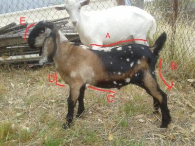 Choosing A Herdsire, Part 3 Image